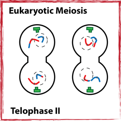 Telophase II